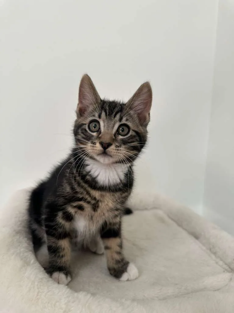 Hudson (bonded w/ Megan) thumbnail 2