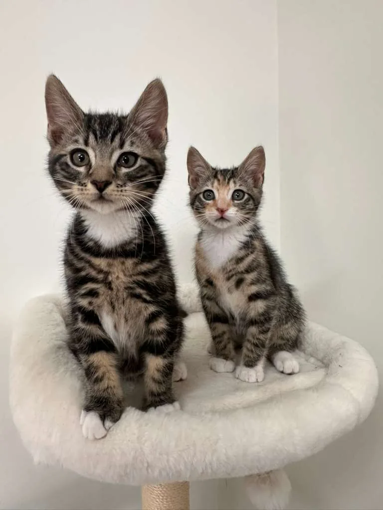 Hudson (bonded w/ Megan) thumbnail 6