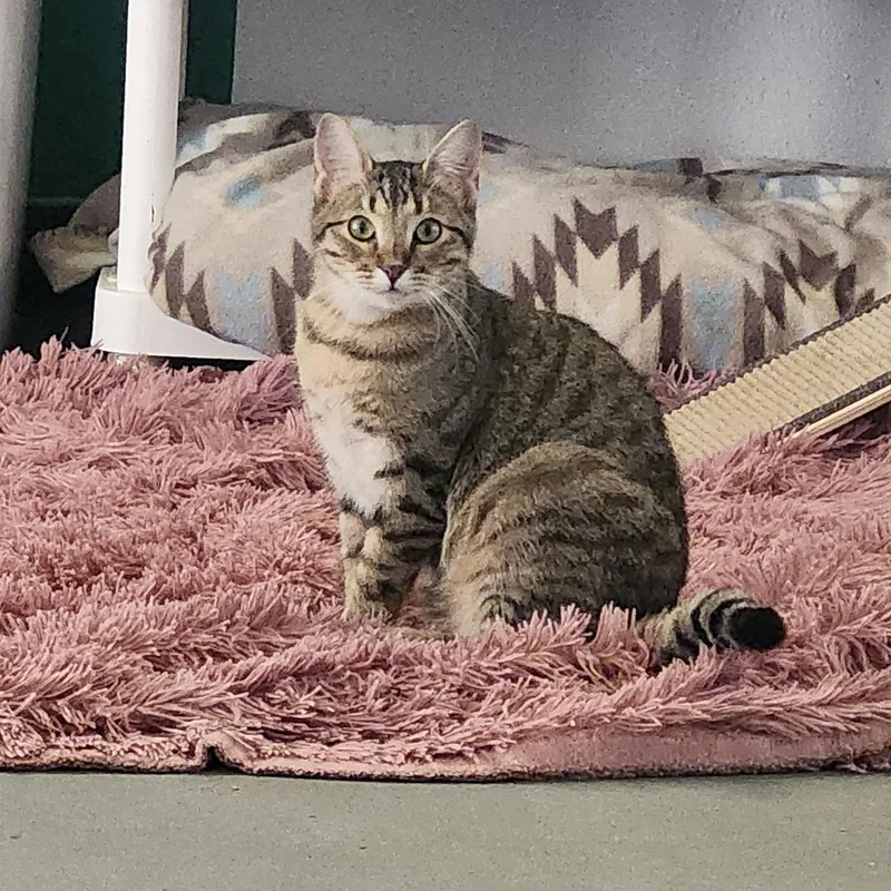 A young medium-sized female Tabby (Buff / Tan / Fawn) Tabby cat named Sandy for adoption