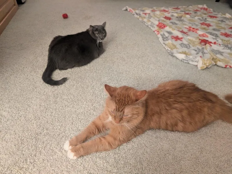 An adult medium-sized male Domestic Medium Hair cat named Tobi  Milo for adoption in Minneapolis, MN