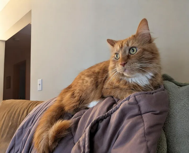 Tobi  Milo thumbnail 3