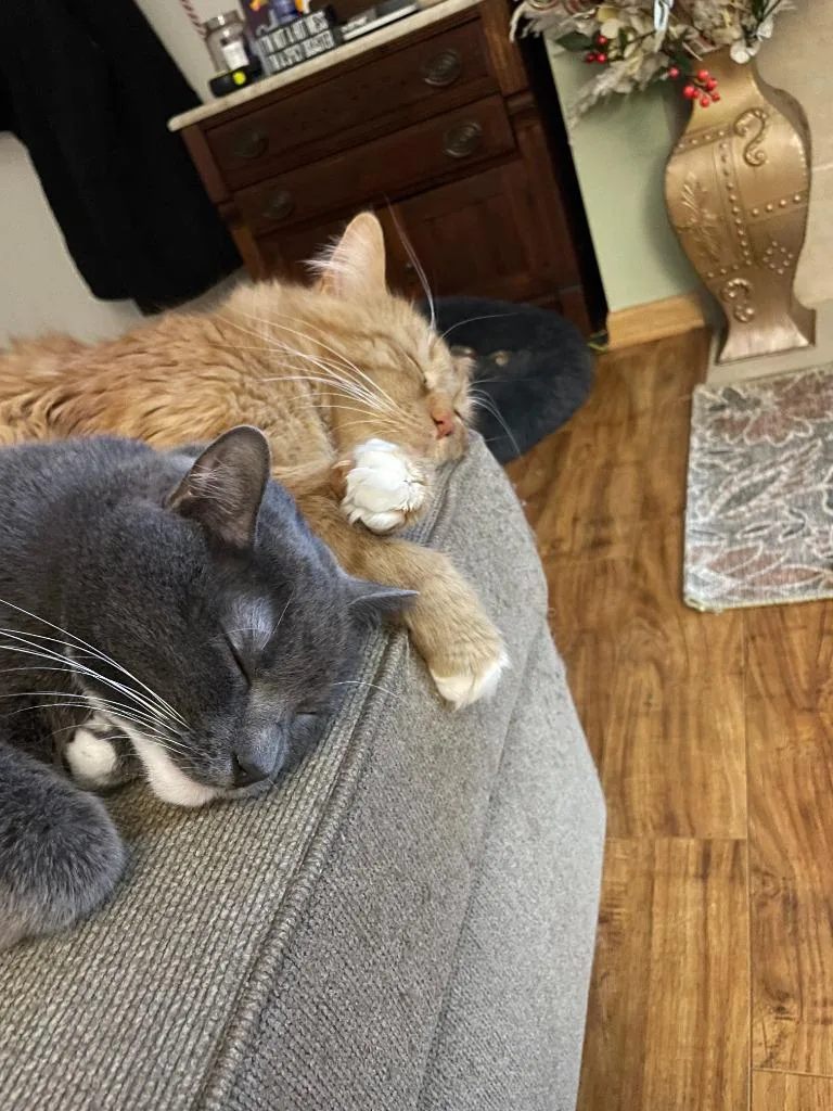 Tobi  Milo thumbnail 4