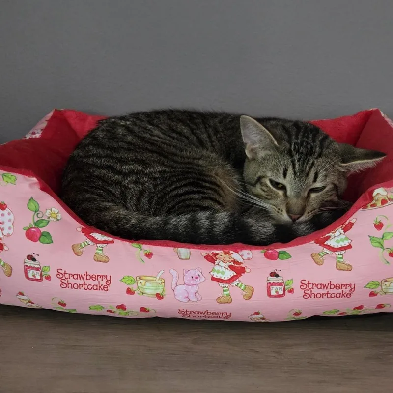 A young medium-sized male Brown / Chocolate Domestic Short Hair cat named Fork for adoption in Evanston, IL