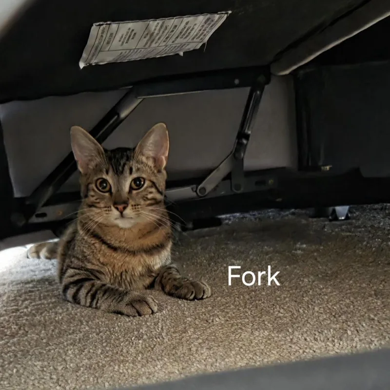 Fork thumbnail 2
