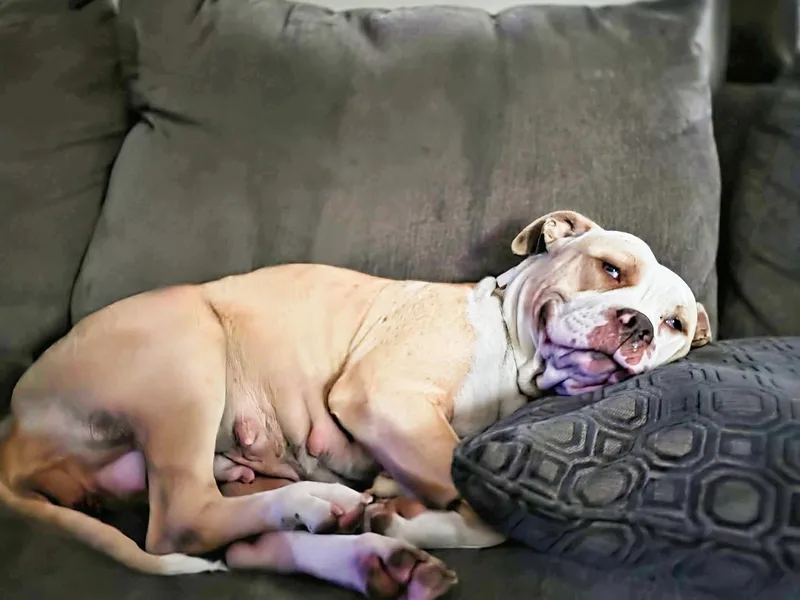 A young large-sized female Apricot / Beige Pit Bull Terrier dog named Delilah for adoption in West Hollywood, CA