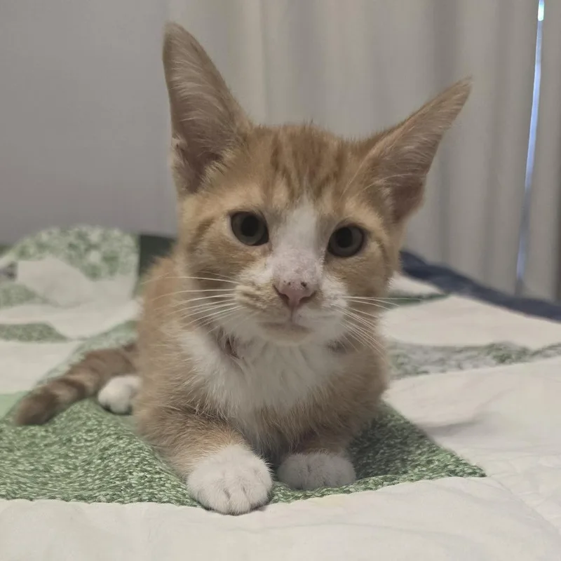 A baby small-sized male Orange / Red Domestic Short Hair cat named Rooster for adoption in Washington Township, OH