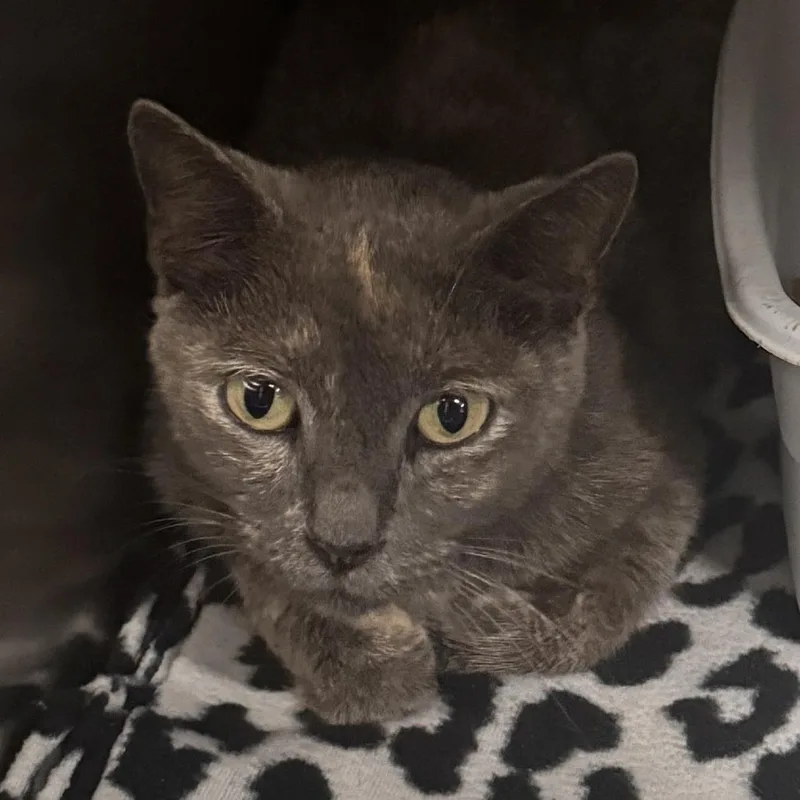 A young small-sized female Calico Domestic Short Hair cat named Ogden for adoption in Marion, VA