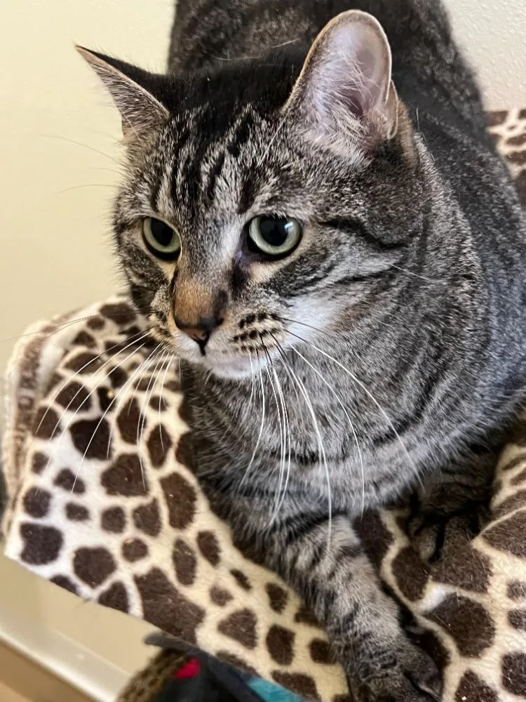 An adult medium-sized female Tabby cat named Simba for adoption in Troy, MO