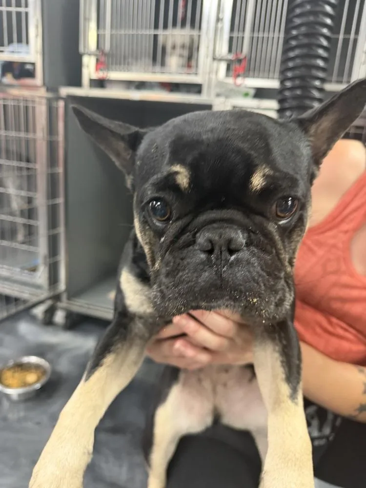 An adult small-sized female Tricolor (Brown, Black, & White) French Bulldog dog named Candy for adoption in ventura, CA