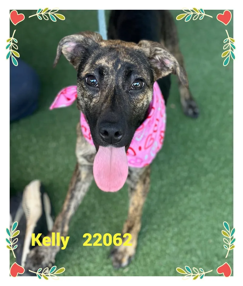 A baby small-sized male Black Hound dog named Kelly for adoption in Marietta, GA