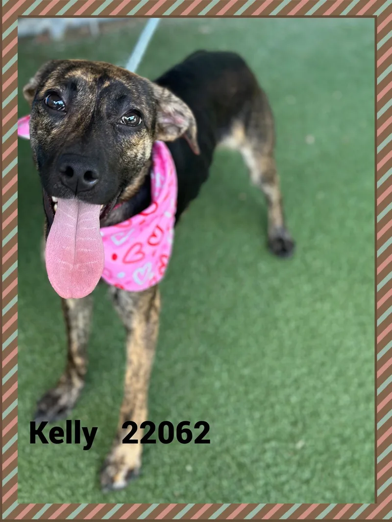 Kelly thumbnail 3