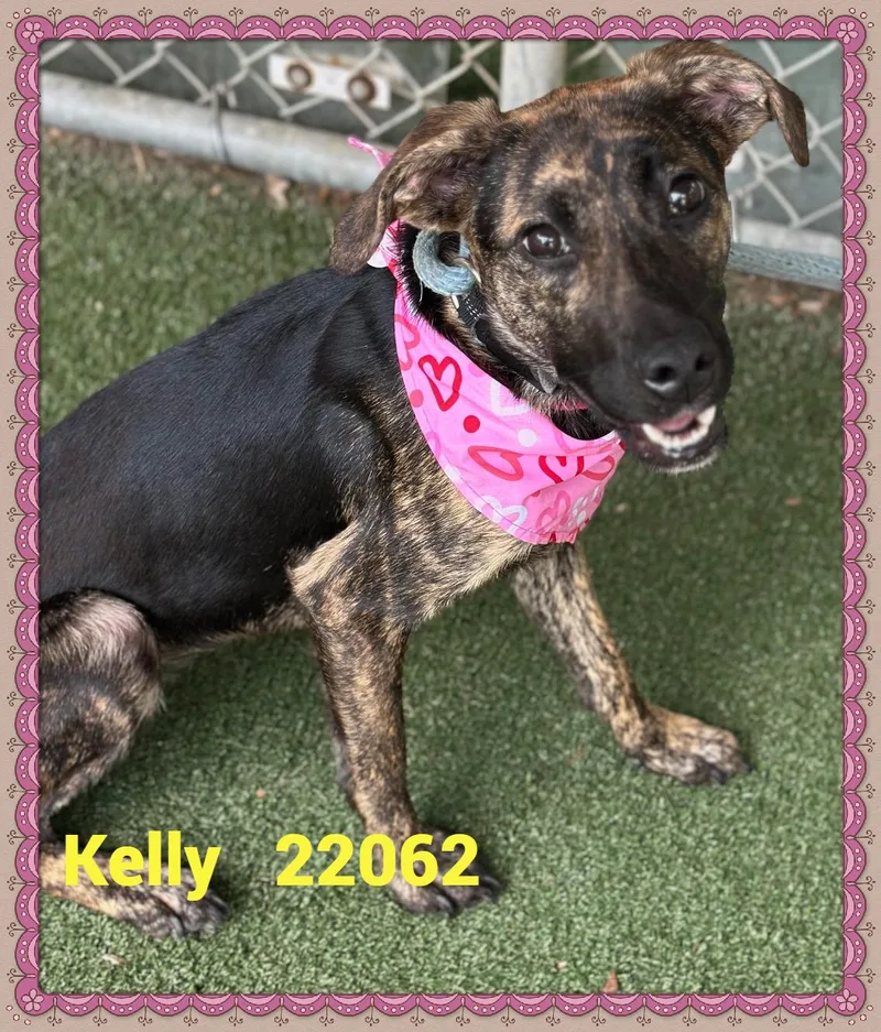Kelly thumbnail 5