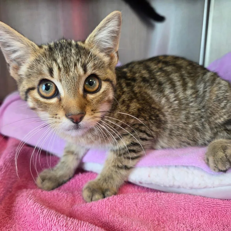 A baby small-sized male Gray / Blue / Silver Domestic Short Hair cat named Alvin for adoption in Madisonville, TN