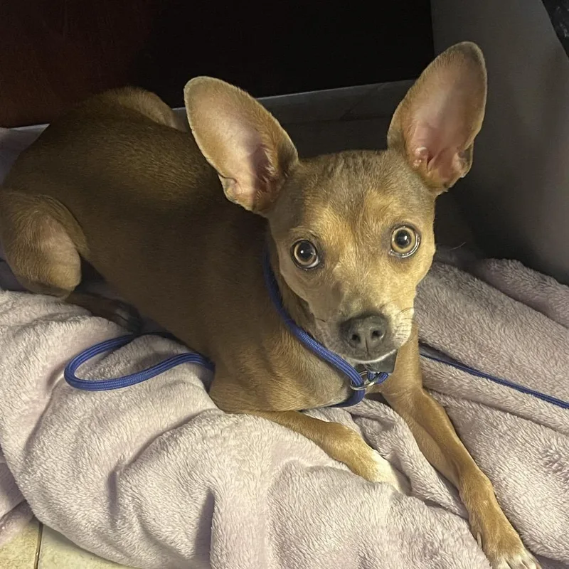 An adult small-sized male Yellow / Tan / Blond / Fawn Chihuahua dog named Bruno Santos for adoption in Casa Grande, AZ
