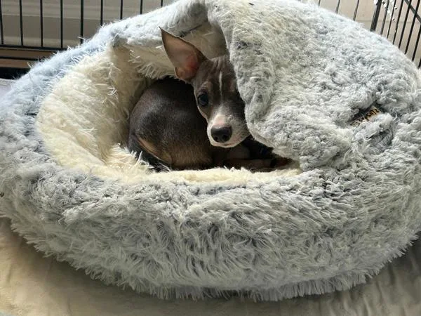 An adult small-sized male Terrier dog named Fitzgerald for adoption in San Diego, CA