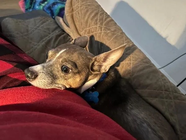 Fitzgerald thumbnail 3