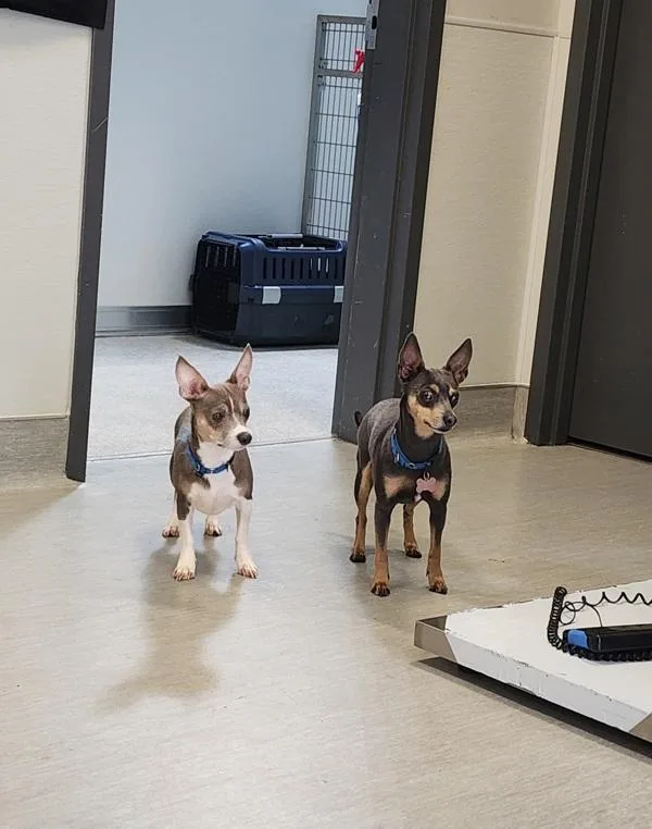 Fitzgerald thumbnail 4