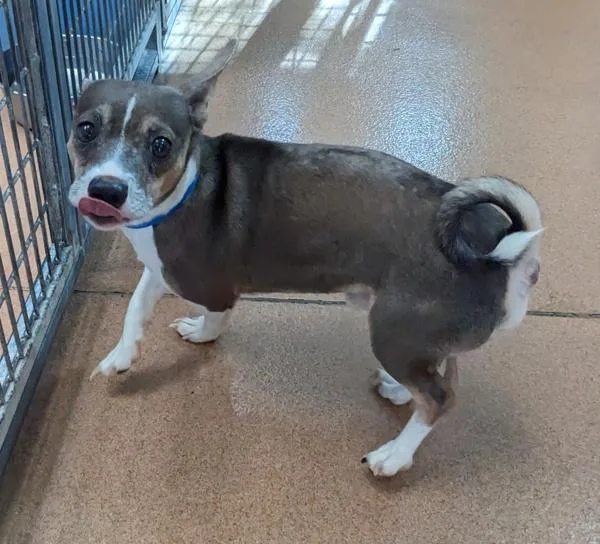 Fitzgerald thumbnail 5