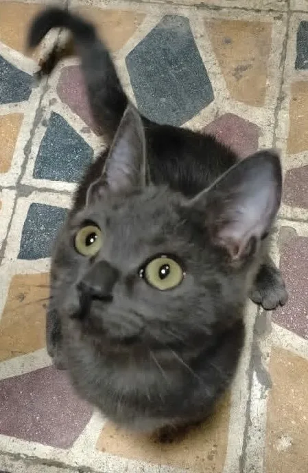 A young small-sized female blue gray Russian Blue cat named Anubis for adoption