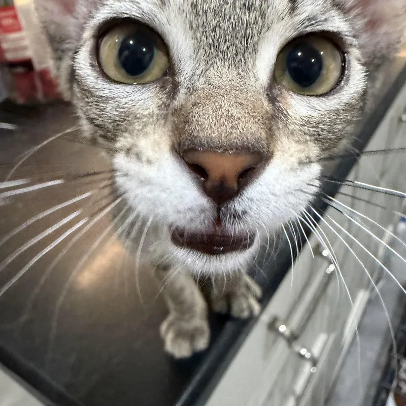 A baby medium-sized male Tabby (Leopard / Spotted) Domestic Short Hair cat named Purrfessor Conor O'Cork for adoption in Long Beach, CA