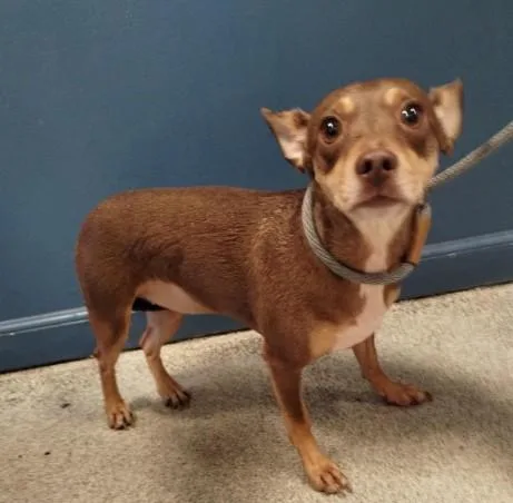 An adult small-sized female Chihuahua dog named Koka for adoption in Alameda, CA