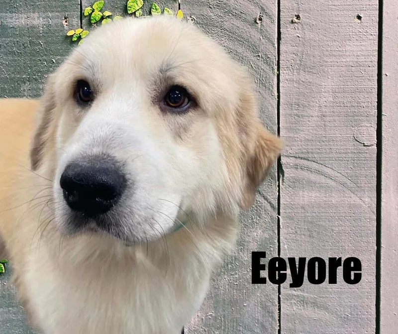 An adult large-sized male Great Pyrenees dog named Eeyore for adoption in Marshville, NC