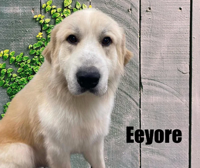 Eeyore thumbnail 2
