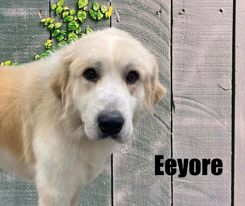 Eeyore thumbnail 3