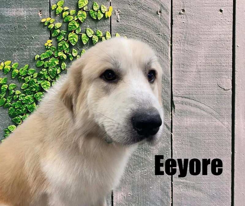 Eeyore thumbnail 4