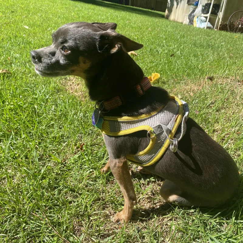 An adult small-sized female Black Chihuahua dog named Gia Coming soon for adoption in Durham, NC