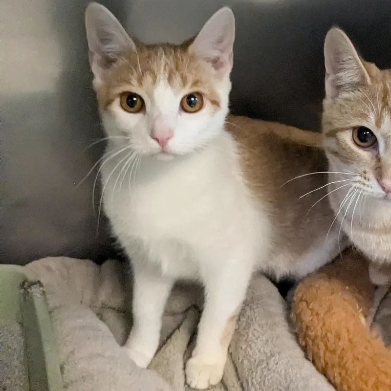 A young small-sized female Orange & White Domestic Short Hair cat named Gelato for adoption in Bedford, VA