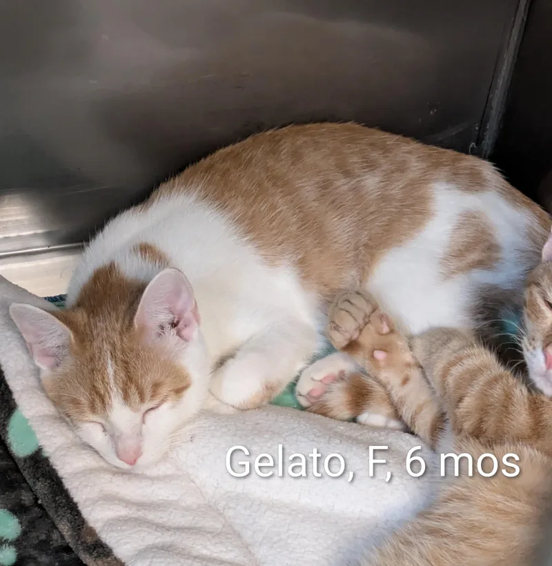 Gelato thumbnail 2