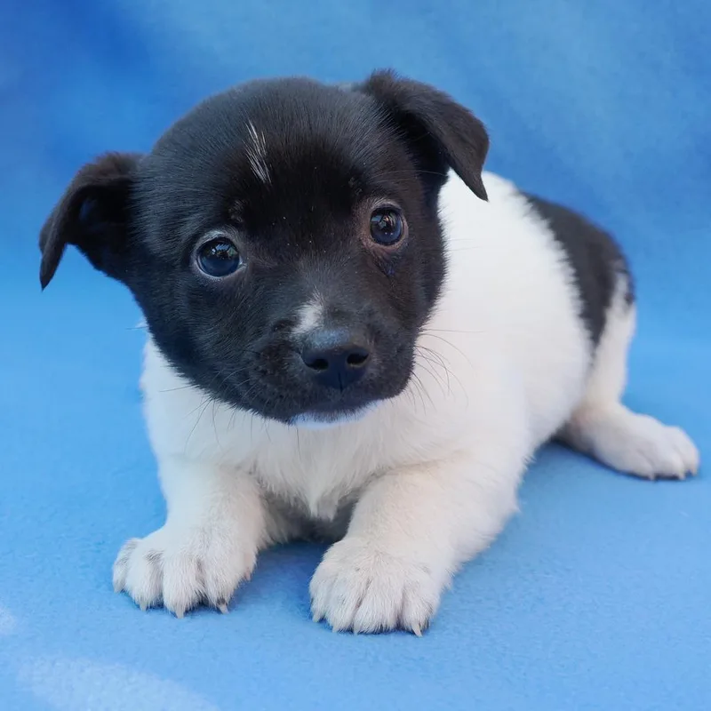 A baby small-sized male White / Cream Mixed Breed dog named Zeus for adoption in Point Richmond, CA