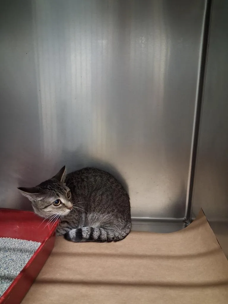 A young large-sized male Domestic Short Hair cat named Squeaky for adoption in Cartersville , GA