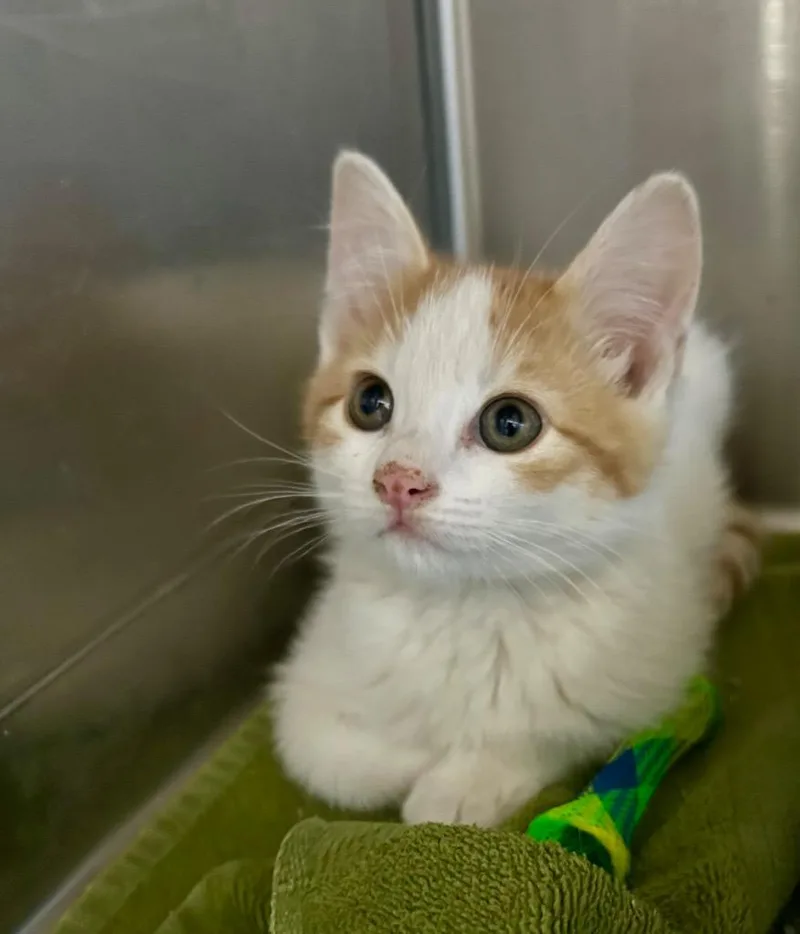 A baby small-sized male Domestic Short Hair cat named Kibbles for adoption in Cottonwood, AZ