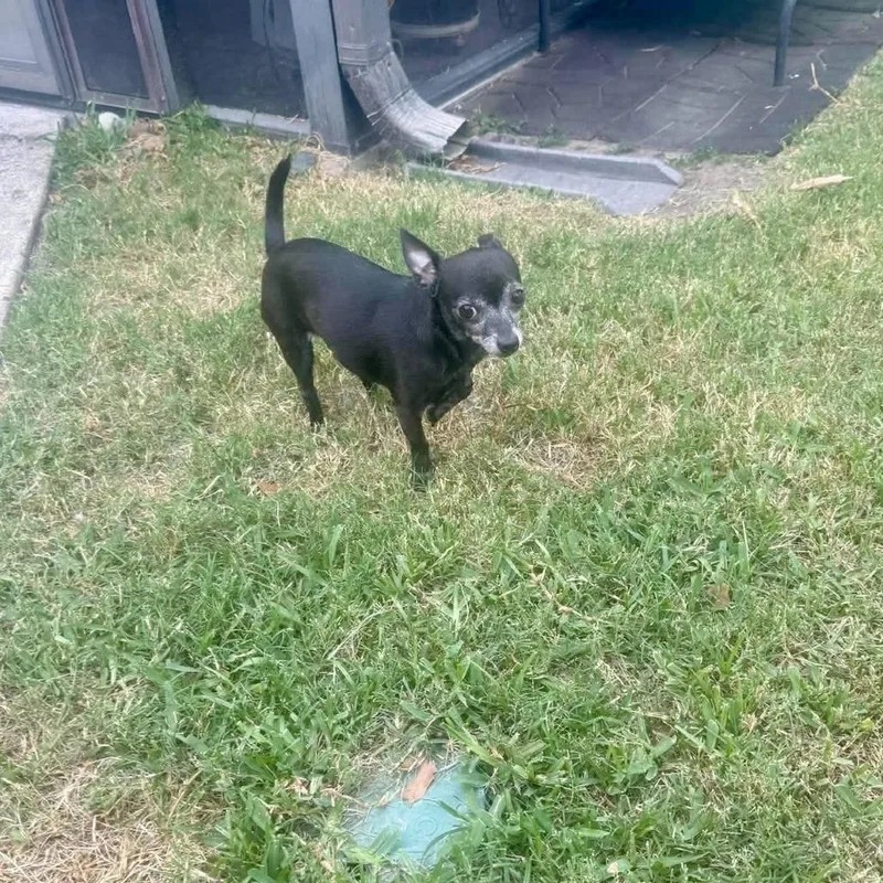 A senior small-sized male Black Chihuahua dog named Rascal Arriving D for adoption in Princeton, MN