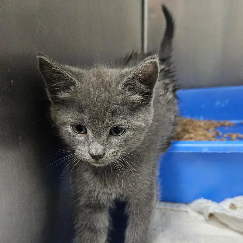 A baby small-sized female Gray / Blue / Silver Domestic Short Hair cat named Pizza Hut for adoption in Ridgely, MD