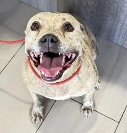 A young large-sized female American Bulldog dog named Veta for adoption in Daytona Beach, FL