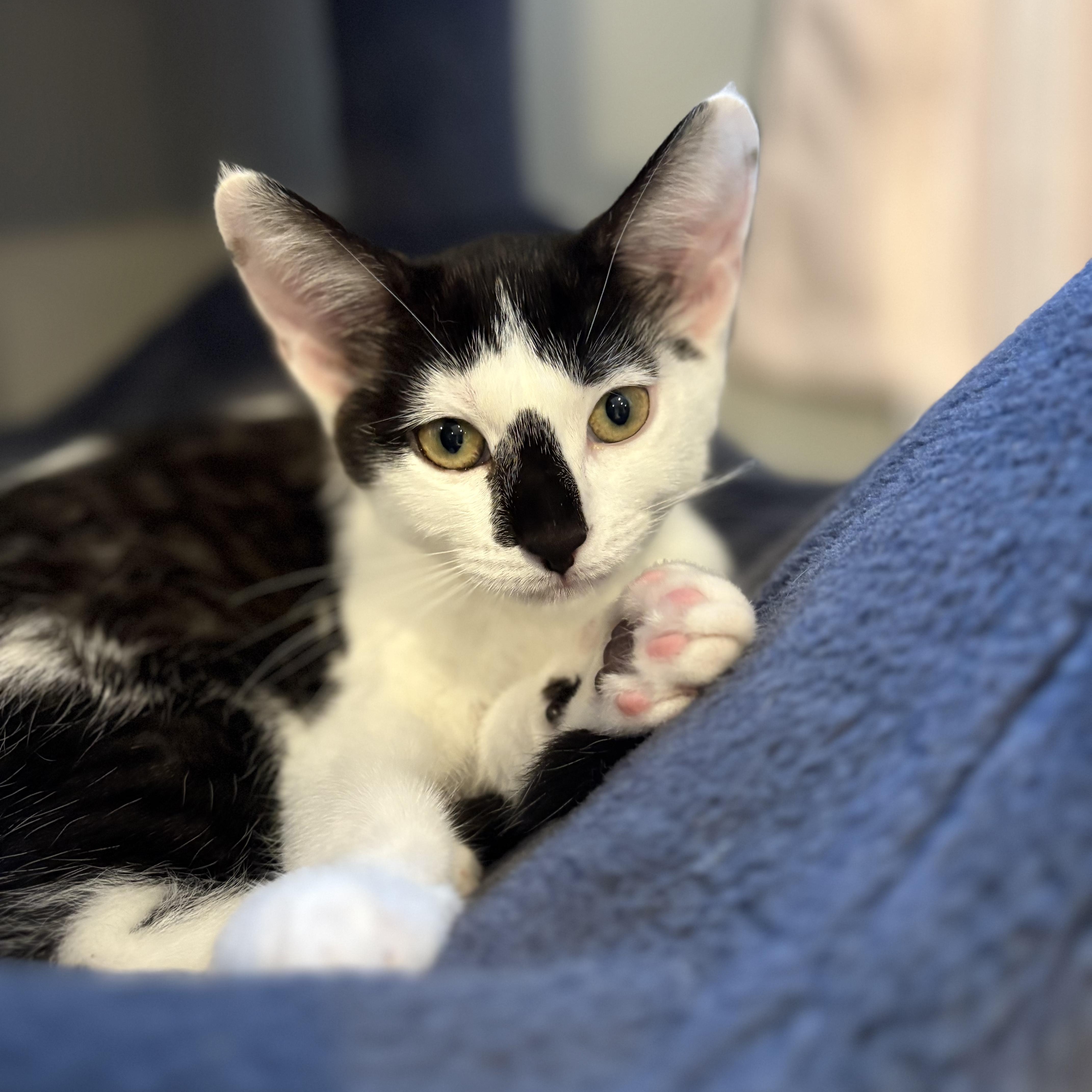 An adult medium-sized female Domestic Short Hair cat named Raya and Ziggy for adoption in Saint Francis, MN