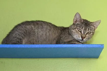 An adult medium-sized female Domestic Short Hair cat named Birdie for adoption in Baton Rouge, LA