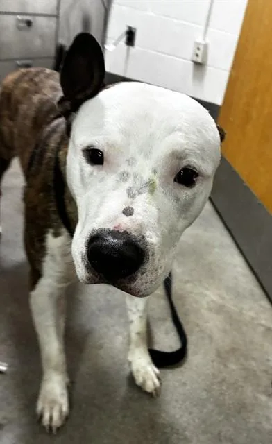 An adult large-sized male Pit Bull Terrier dog named Chancelor for adoption in Upper Marlboro, MD
