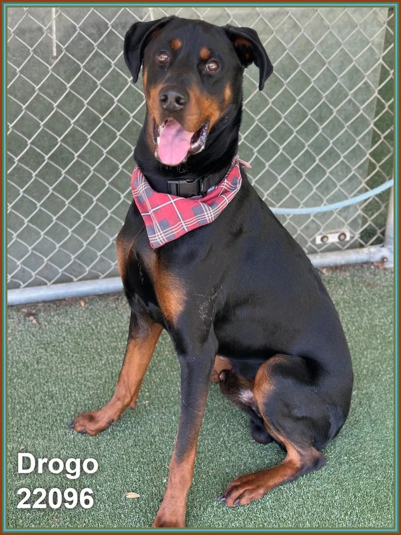 Drogo