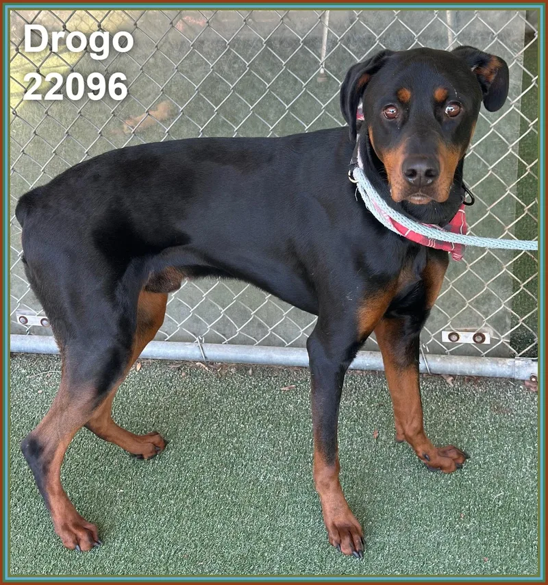 Drogo thumbnail 2