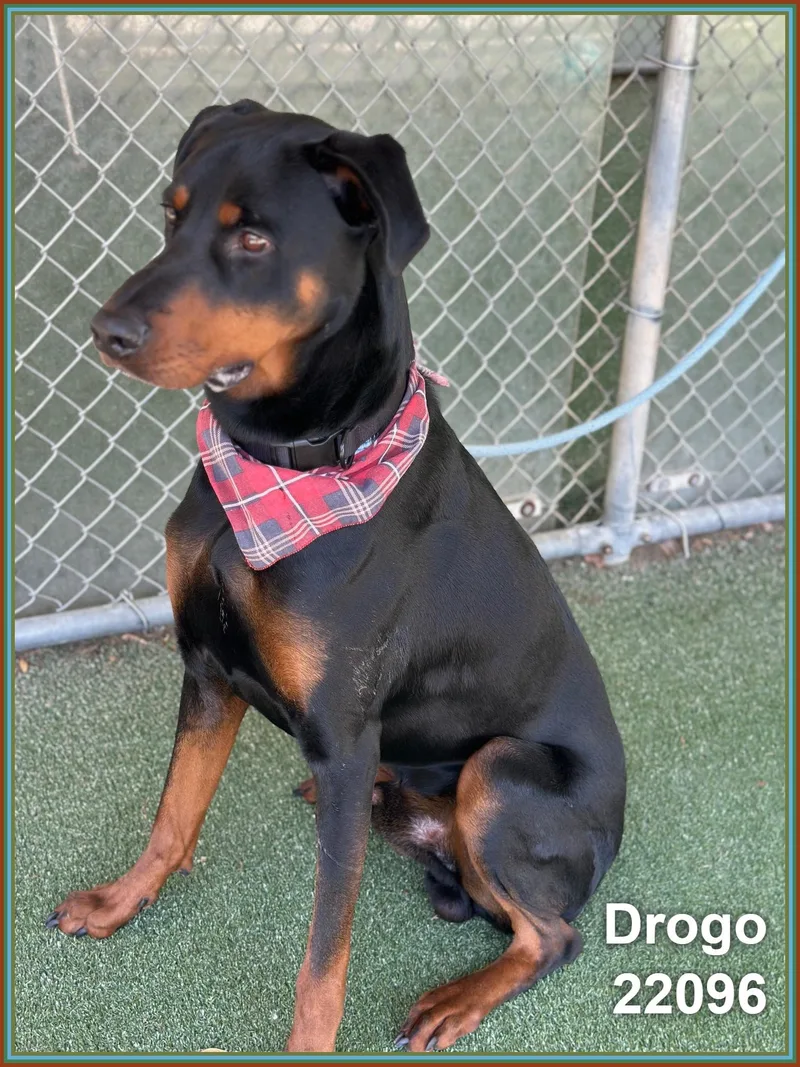 Drogo thumbnail 3