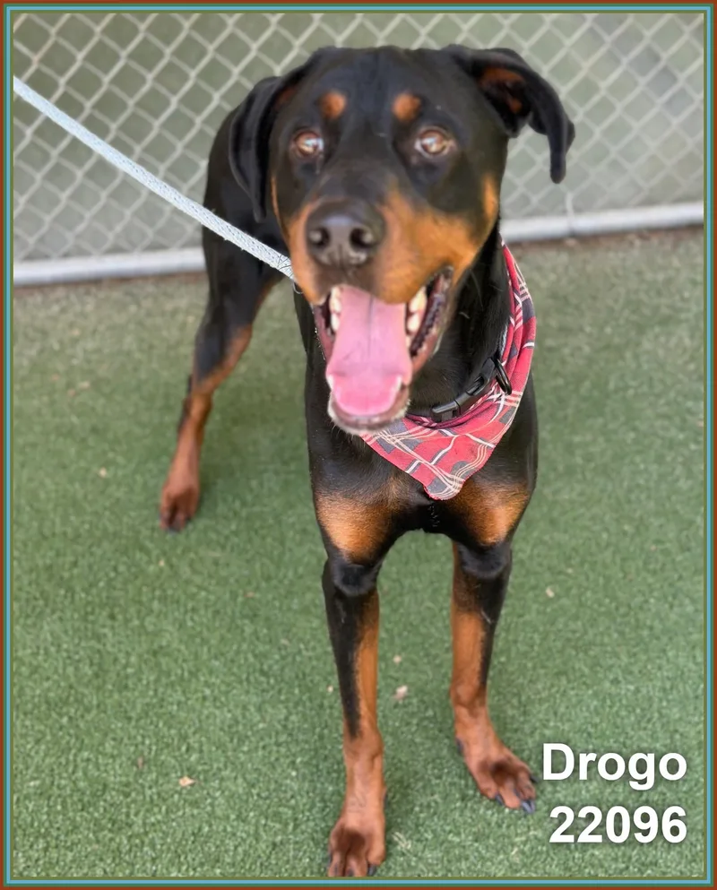 Drogo thumbnail 4