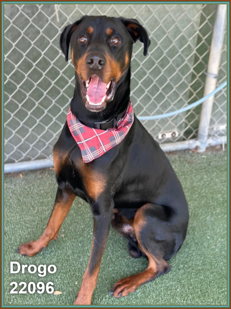Drogo thumbnail 6