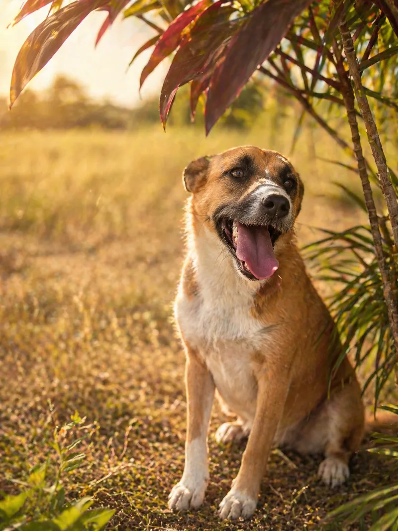A young medium-sized female brown Mixed Breed dog named Basil for adoption