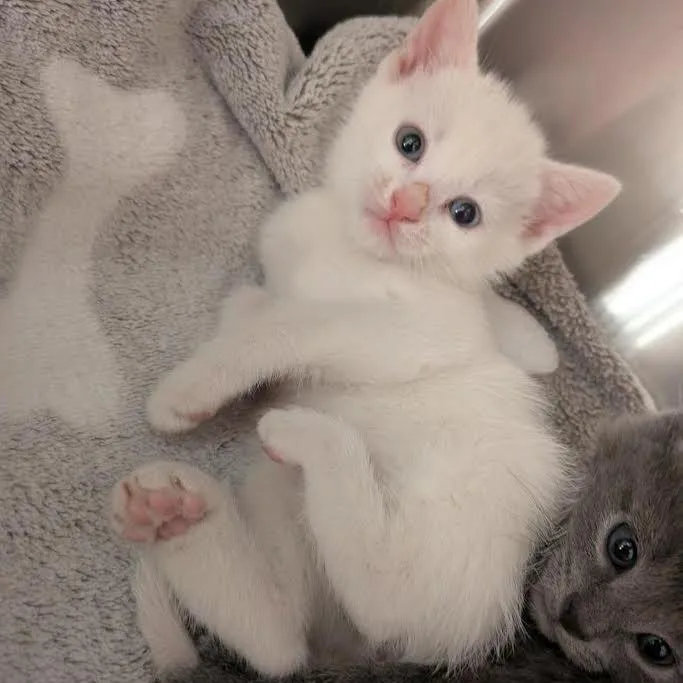 A baby small-sized female White Domestic Short Hair cat named Bee for adoption in Smithville, TN