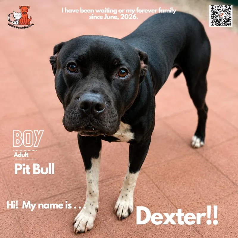 An adult medium-sized male Black Pit Bull Terrier dog named Dexter for adoption in Westminster, CA