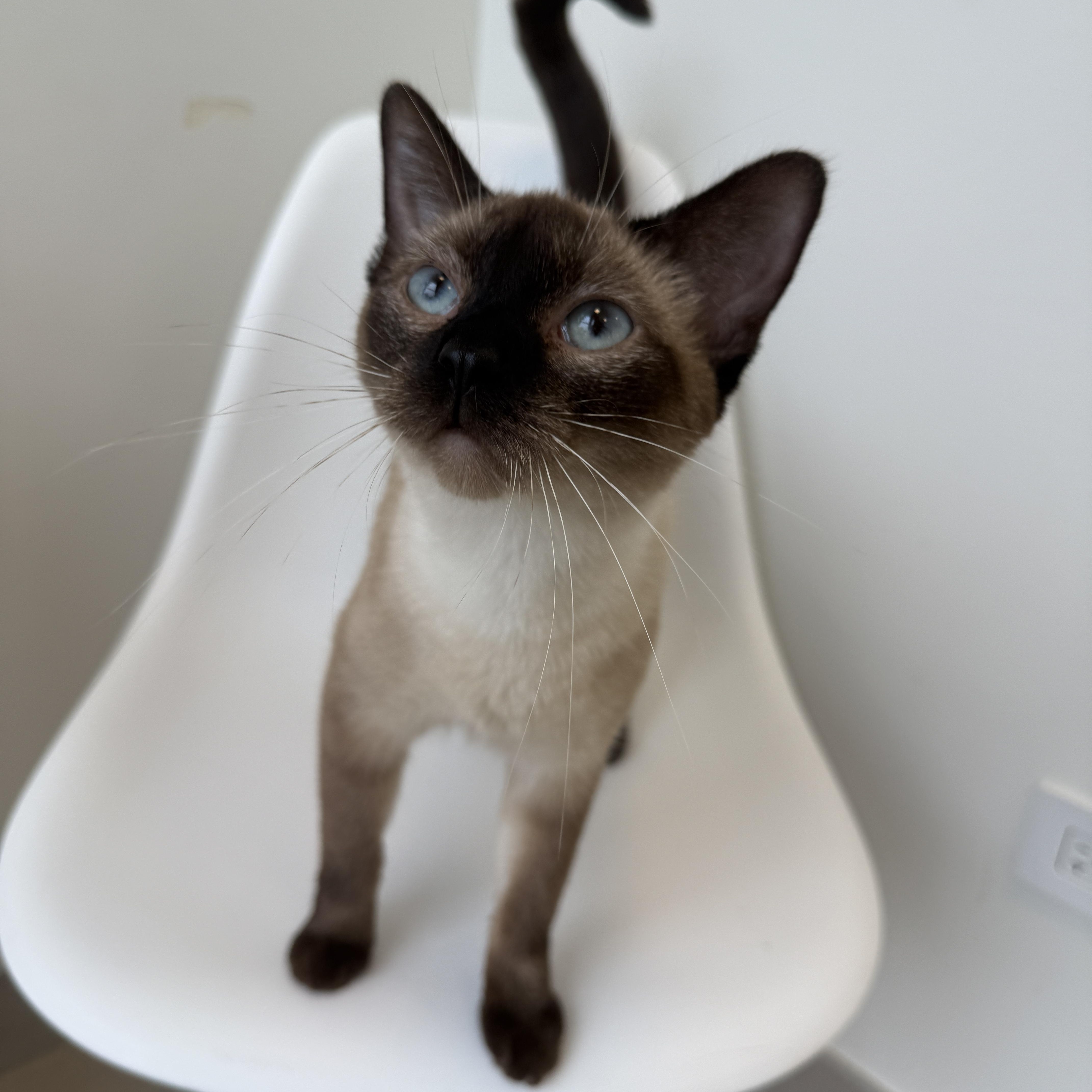 A young medium-sized female Siamese cat named Suki for adoption in Evanston, IL